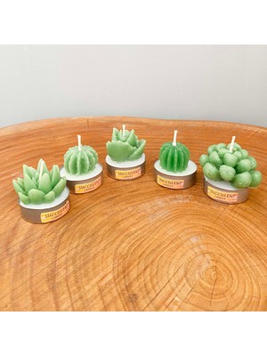 Gia Design 5'li Dekoratif Succulent Tealight Kokulu Mum Seti