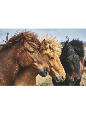 Tosbart Üç At-Three Horses Kanvas Tablo