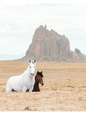 Tosbart Çöldeki Beyaz Ve Kahverengi At Kanvas Tablo