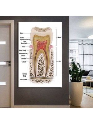 Tosbart Ağız Ve Diş Polikliniği, Dişçi Tabloları Dekoratif Diş, Dsc185