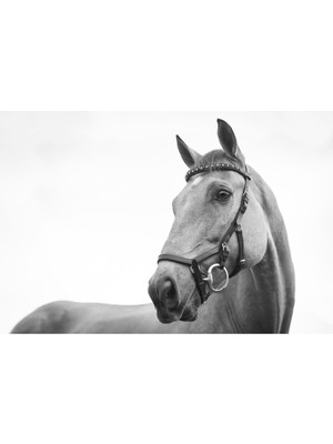 Tosbart Beyaz At-White Horse Kanvas Tablo