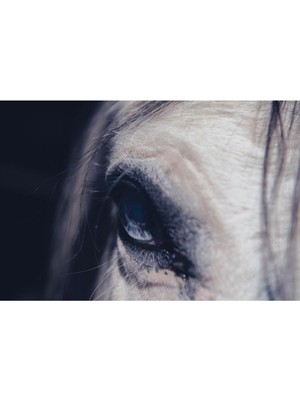 Tosbart Bakış Kanvas Tablo