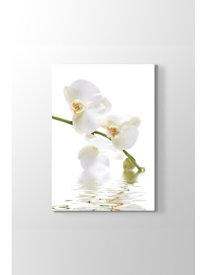 Tosbart Orkide Çiçeği Tablosu