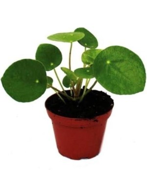 Isparta Gülü Çin Şans Pilea Para Çiçeği 10-20 cm