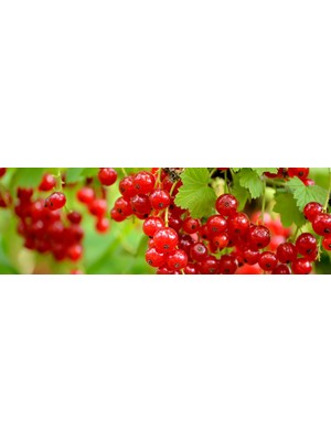 Tnc Kırmızı Frenk Üzümü Fidanı 2-3 Yaş