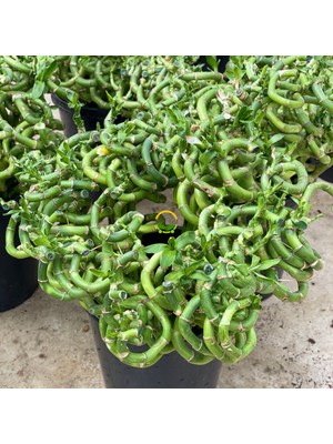 Fidan Sepetim Şans Bambusu Spiral 3'lü Paket 50cm