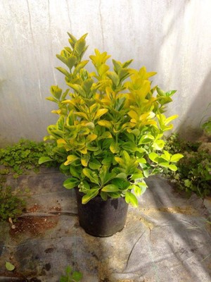 Tunç Botanik GOLD TAFLAN 10 ADET - BÜYÜK BOY 40 - 50 cm