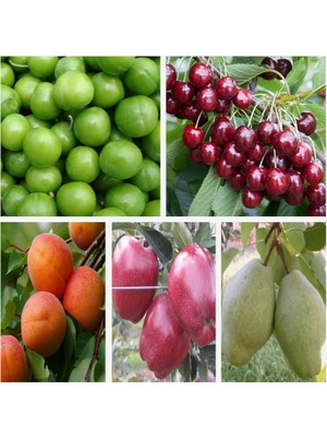 Fidan Sepetim Avantajlı Hobi Bahçesi Seti(Erik/Kiraz/Kayısı/Elma/Armut)