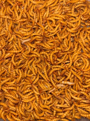 Mealworn 100 Adet Akvaryum Balığı Yemi ve Kanatlı Yemi(Unkurdu)
