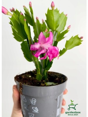 Garden Box Pembe Renk Yılbaşı Çiçeği Schlumbergera Truncata 1 Adet Saksılı 10-15CM