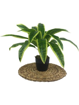 Tekno Trust Yapay Çiçek Masengena Sansevieria 12 Dal 40*50CM Salon Çiçeği Plastik Siyah Saksılı Yapay Bitki