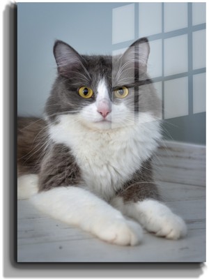 Marsilyan Eğlenceli Hayvanlar, Yapay Zeka Destekli, 3d Dekoratif Baskı Cam Tablo 74