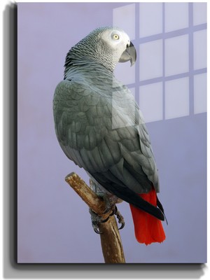 Marsilyan Eğlenceli Hayvanlar, Yapay Zeka Destekli, 3d Dekoratif Baskı Cam Tablo 30