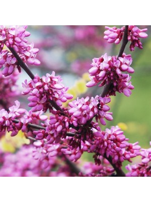 Fidan Sepetim 2 Yaş Erguvan Fidanı 'Cercis siliquastrum'