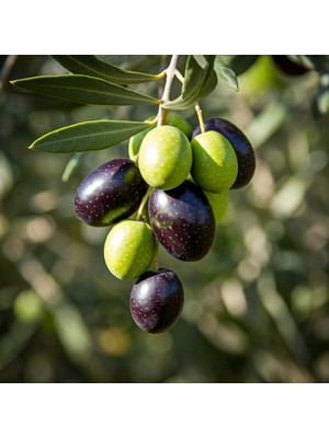 Fidan Sepetim 5 Adet Gemlik Trilye Sofralık Zeytin Fidanı *2 Yaş*