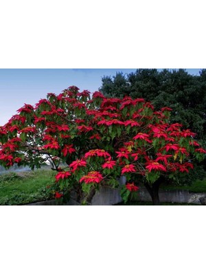 Agac gibi büyüyen Atatürk Çiçeği Fidanı