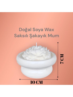 Allegro Saksılı Şakayık %100 Doğal Sandal Kokulu Soya Wax Dekoratif Mum