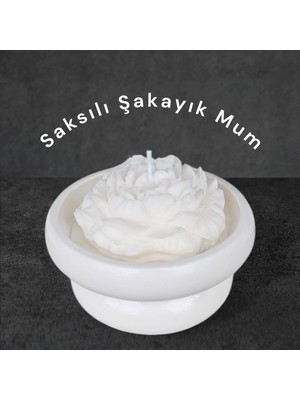 Allegro Saksılı Şakayık %100 Doğal Sandal Kokulu Soya Wax Dekoratif Mum