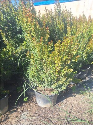 Garden Box Büyük Boy Canlı Şimşir Fidanı 1 Adet Saksılı 20-40CM Dış Mekan Çiçeği