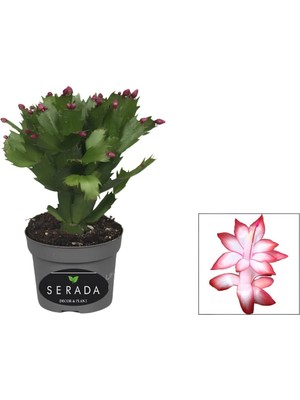 Kırmızı Renk Yılbaşı Çiçeği Saksılı 10-15CM 1 Adet Red Schlumbergera Truncata