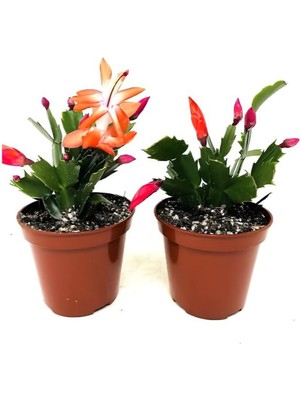 Turuncu- Kırmzı Renk 2 Adet Yılbaşı Çiçeği 5.5 Saksıda