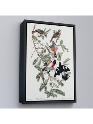 Alaz Trade Çerçeveli John James Audubon - Gül Göğüslü Kocabaş Tablo - Rose-Breasted GROSBEAK-8043