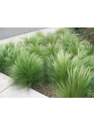 TNC Garden Groups Stipa - At Kuyruğu Çimi 5'li Set -Otsu Yer Örtücü Bitki
