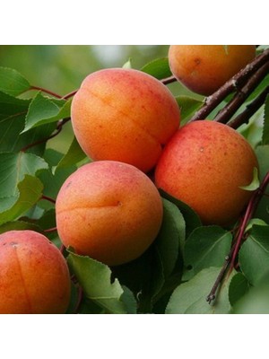 Fidan Sepetim 4 Yaş Aşılı Roxana Kayısı Fidanı