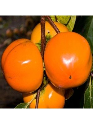 Fidan Sepetim 6 Yaş Fuyu Trabzon Hurması (Cennet Elması) Fidanı 'Rootball'