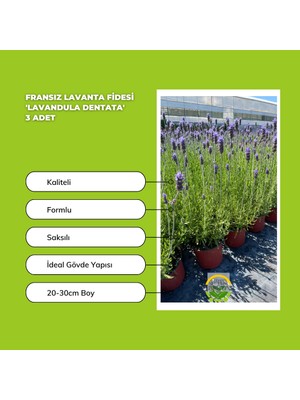 Fidan Sepetim Fransız Lavanta Fidesi 'Lavandula Dentata' 3 Adet