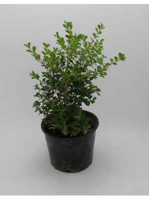 Thebestonline Şimşir Fidanı, 5 Adet