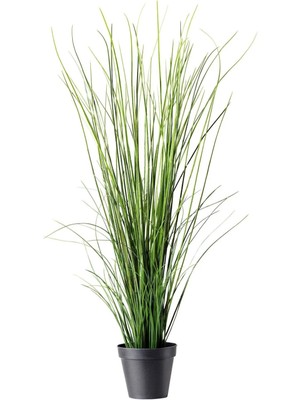 The Best Online Thebestonline Pampas Otu Fidesi Cortaderia Selloana Saz Püskülü