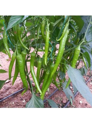 Thebestonline Acı Kıl Biber Fidesi, 5 Adet