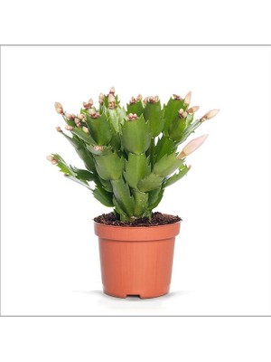 The Best Online Sevgiliye Özel Süslü Schlumbergera Truncata Yılbaşı Çiçeği