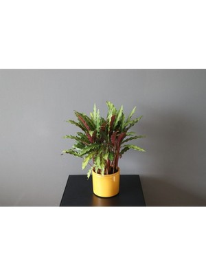 Mint Dükkan Calathea Rufibarba Ev Ofis Bitkisi Kalatya