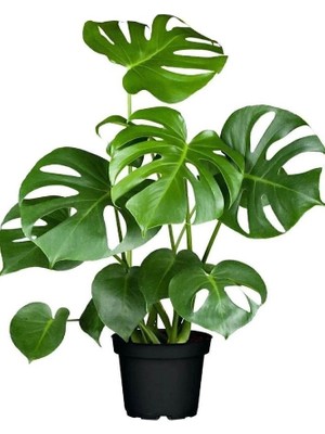 Mark Lab 50 cm Deve Tabanı Monstera Deliciosa İç Mekan Bitkisi Göz Alıcı Yapraklar ile Hızla Büyür