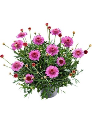 The Best Online Kır Papatyası 3 Adet