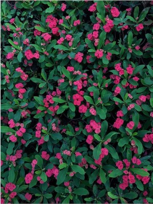 Crn Tarım Dikenler Tacı Çiçekli İthal Hollanda Milli (Kırmızı)