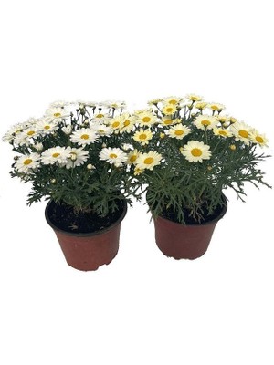 The Best Online Thebestonline Argyranthemum Çeşme Papatyası 1 Adet