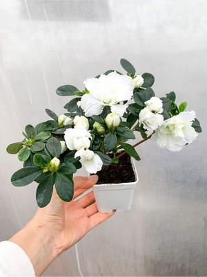 Beyaz Çiçekli Açelya Bitkisi Azalea
