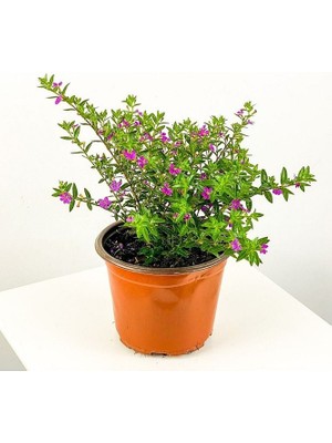 The Best Online Pembe Çiçekli Mini Çalı Çiçeği Saksıda