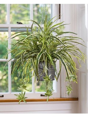 Chlorophytum Comosum Kurdele Çiçeği Askılı Saksıda Dolgun Formlu