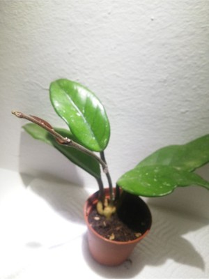 Gökkuşağı Dünyası Hoya Carnosa Mum Çiçeği