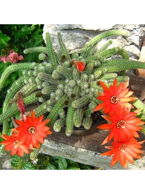 TNC Garden Groups Yılan Kaktüs Chamaecereus silvestris 3 Adet