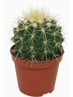 The Best Online Thebestonline Altın Fıçı ( Altın Küp) Kaktüs 5,5 cm Saksıda