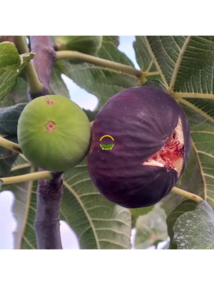 Fidan Sepetim 6 Yaş Bursa Dürdane İncir Fidanı 'Rootball'