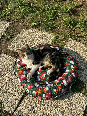 Petris Yılbaşı Konseptli Kedi ve Köpek Yatağı Minderi (Yılbaşı Çorapları) 50X50 cm Yuvarlak