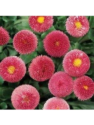 Ayc Botanik 10 Adet Pembe Renkli Ingiliz Papatyası Tohumu