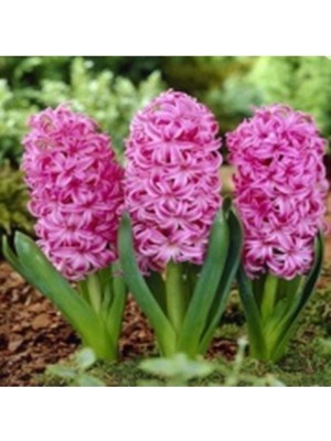 Ayc Botanik Pembe Sümbül Tohumu