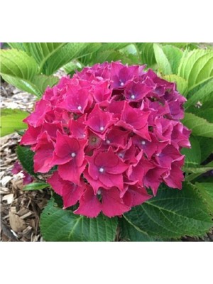 Ayc Botanik Koyu Pembe Ortanca Çiçeği Tohumu 10 15 Adet